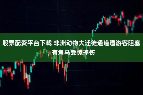 股票配资平台下载 非洲动物大迁徙通道遭游客阻塞, 有角马受惊摔伤